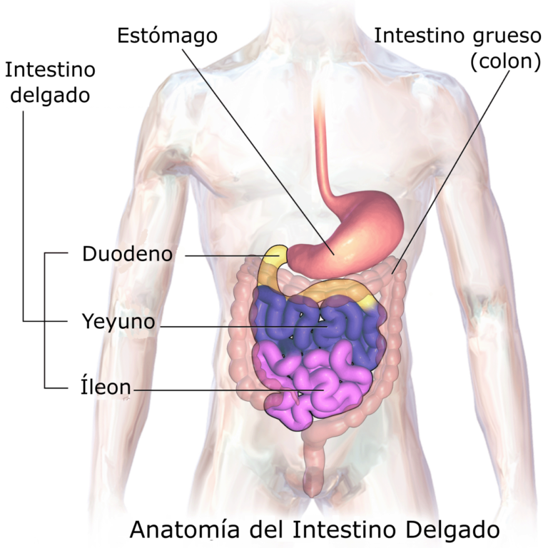 Estructura y motilidad del intestino delgado