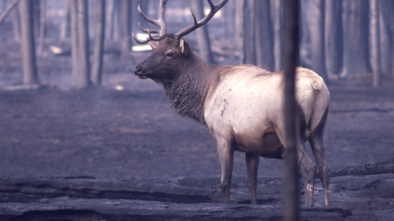 Лоси между сосен. Северный олень против лося. Moose Elk разница. Лось между цапелькой и Подборовьем. Elk and Moose difference.