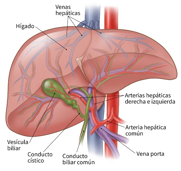 El hígado y la vesícula biliar