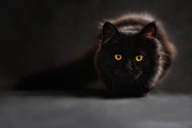 gato1 (Pixabay)