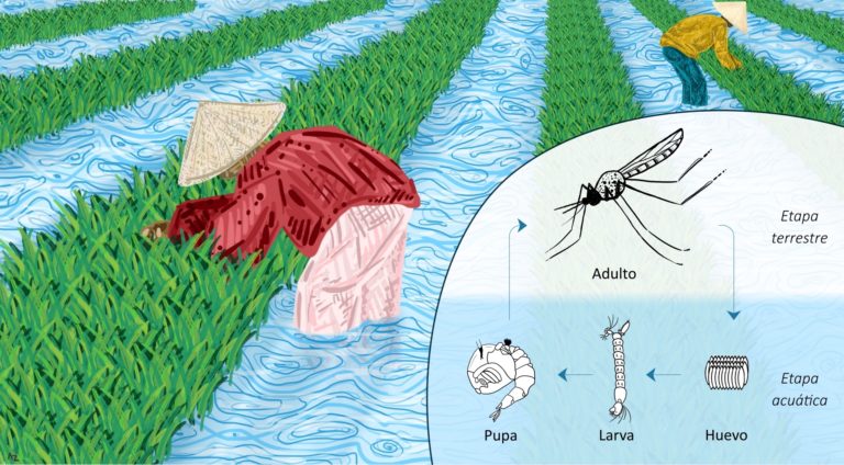 Historia y peligros del cultivo de arroz