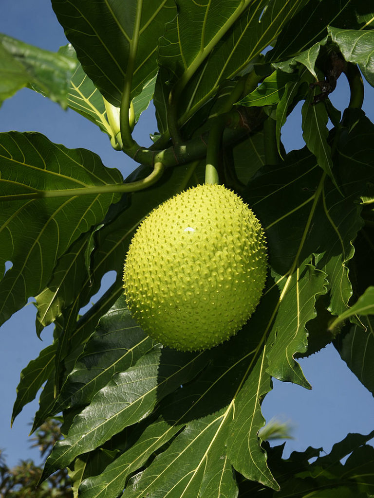 800px-Artocarpus_altilis_(fruit)