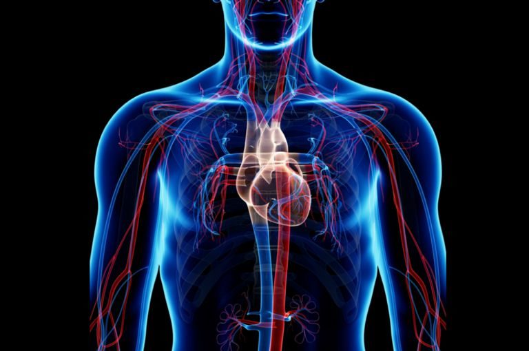 Los números del sistema circulatorio humano