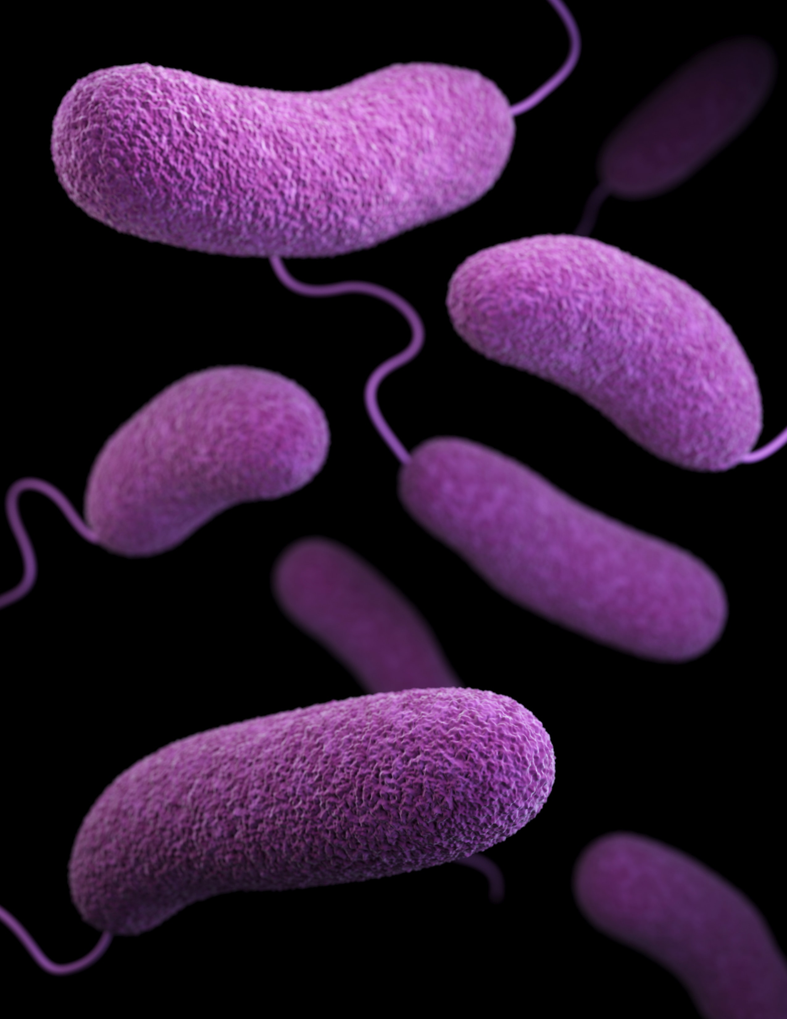Бактерия spp. Холерный вибрион это бактерия. Вибрионы холерный вибрион. Холерный вибрион (Vibrio cholerae). Vibrio parahaemolyticus.