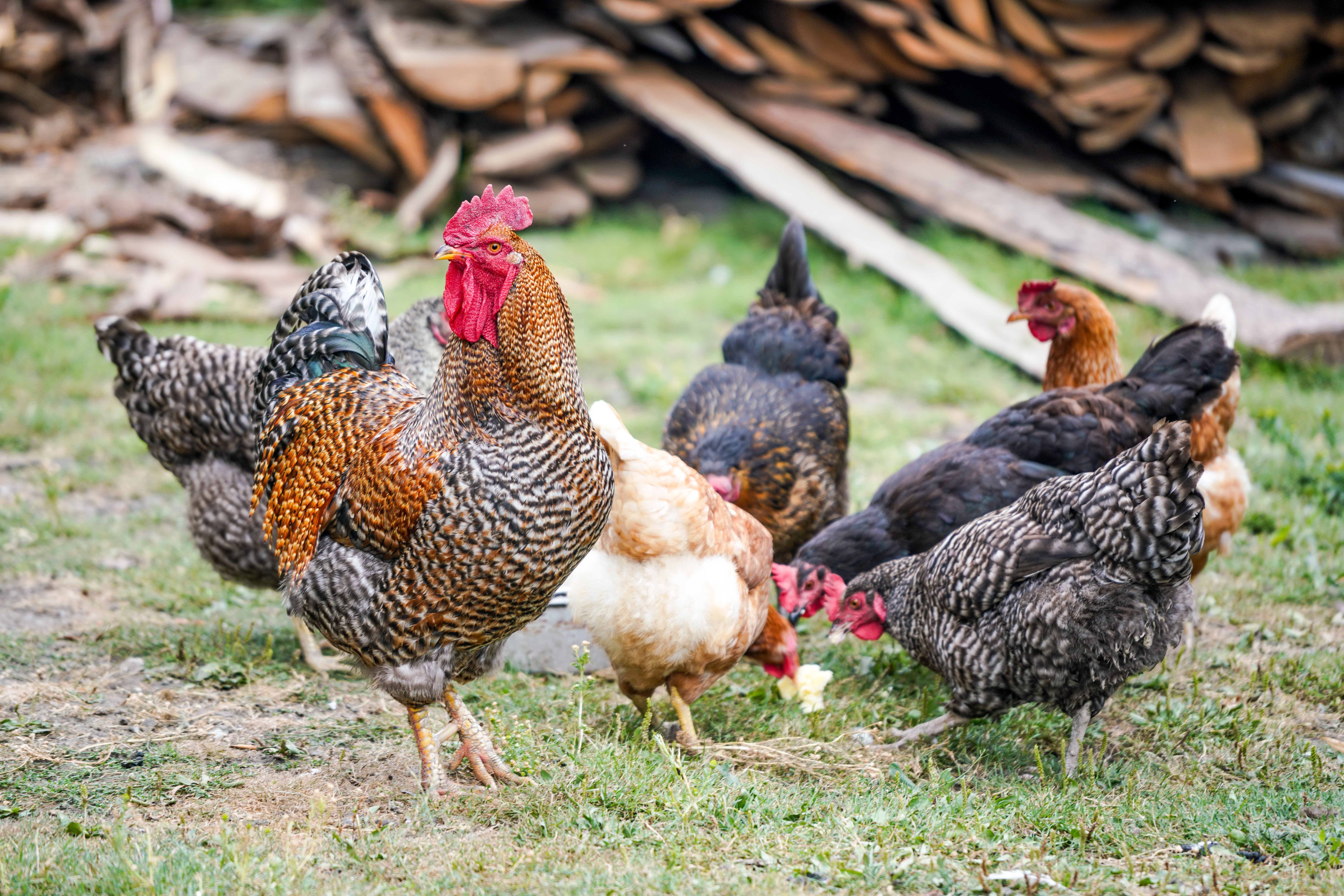 Del origen de gallos, gallinas y pollos — Cuaderno de Cultura Científica