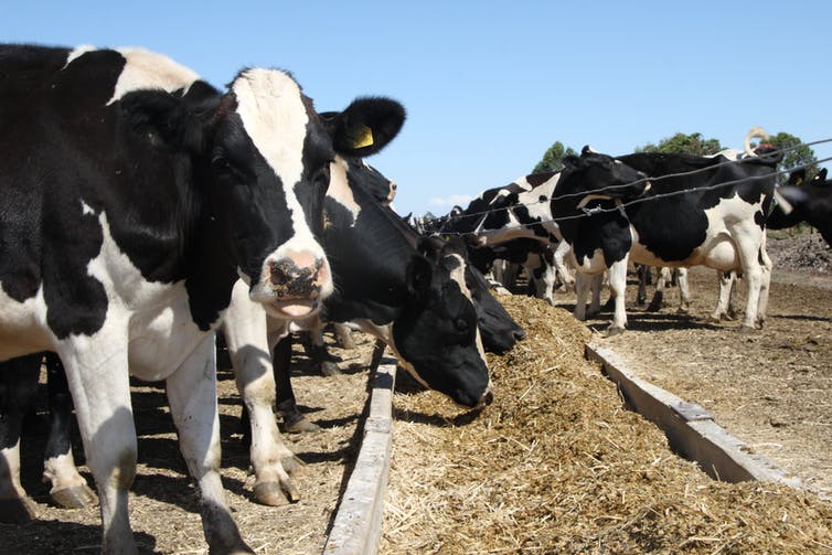 Cómo conseguir lácteos más saludables cambiando la alimentación del ganado lechero