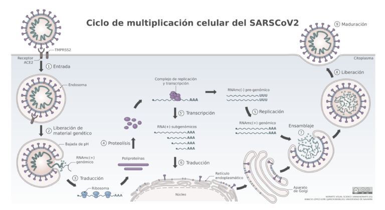 SARS-CoV-2_ciclo