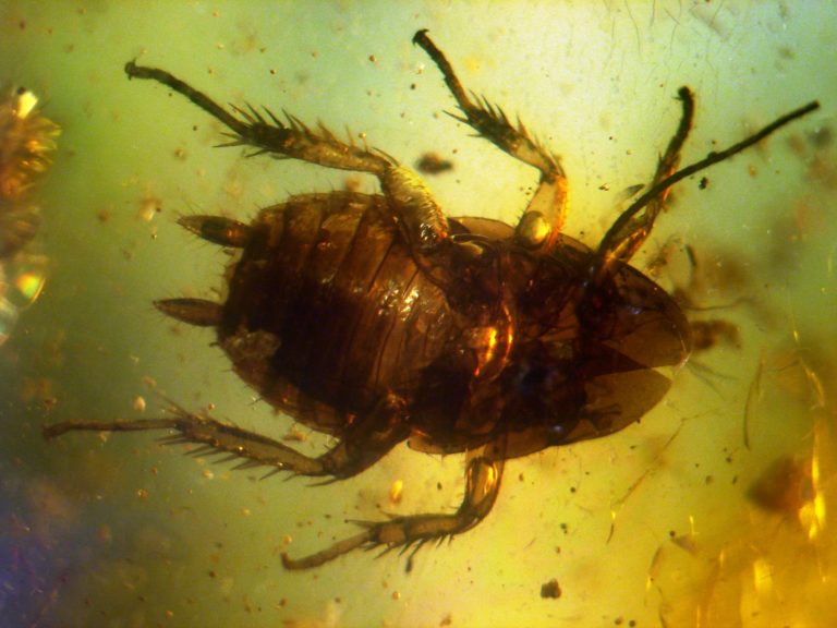Baltic_amber_inclusions_-_Cockroach_(Pterygota,_Neoptera,_Dictyoptera,_Blattodea)