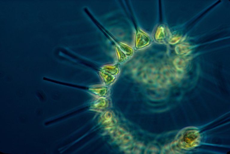 phytoplankton-1348508_1920