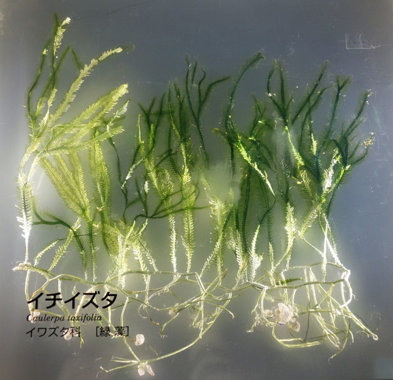 Caulerpa_taxifolia_-_National_Museum_of_Nature_and_Science,_Tokyo_-_DSC07620