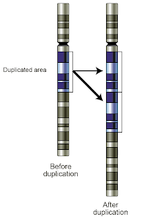 Gene-duplication