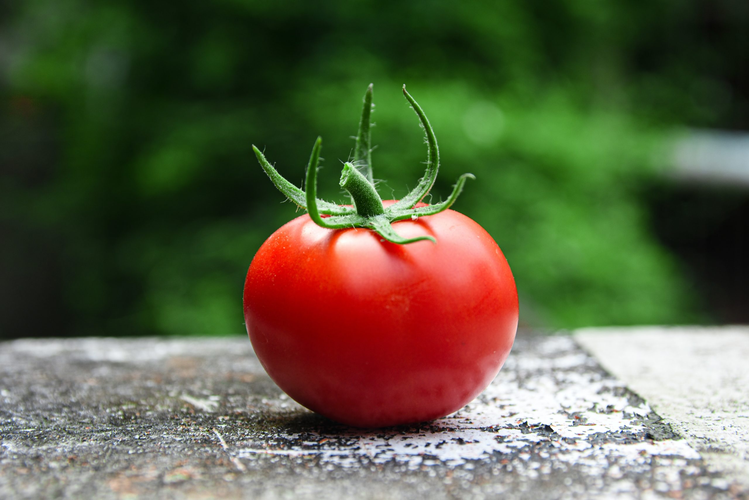 Ingredientes para la receta: El tomate — Cuaderno de Cultura Científica
