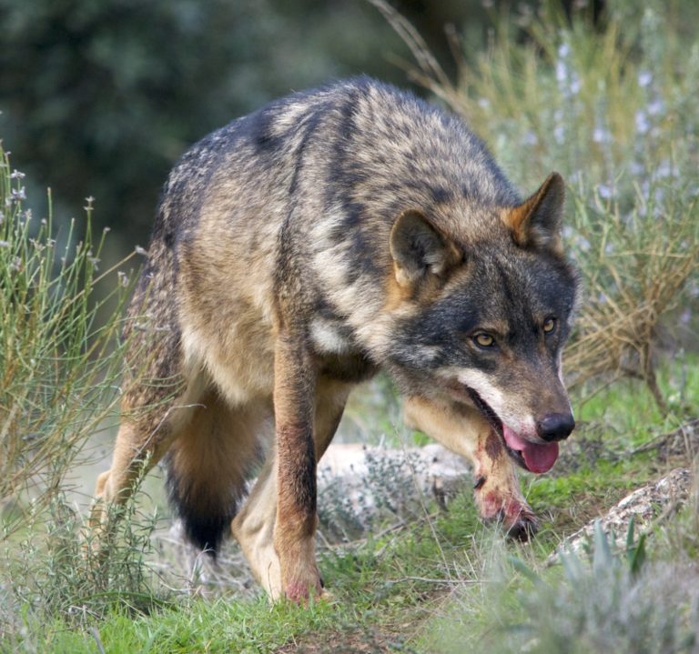 Iberian Wolf alpha male in perfect «big bad wolf» pose &#8211; head down, eyes fixed, mouth open, forelegs stained with blood.