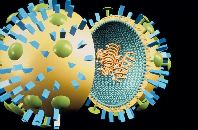 Un linaje completo de los virus de la gripe podría haberse extinguido por la pandemia de COVID-19