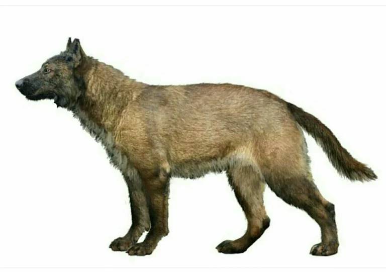 El perro de Erralla es uno de los más antiguos encontrados en Europa