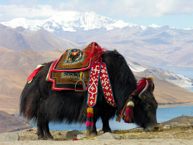 Millones de años en el Tibet