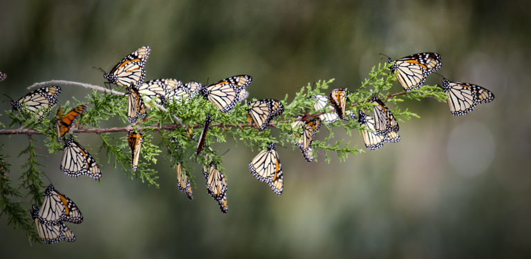 Desmitificando: El maíz transgénico y la mariposa monarca