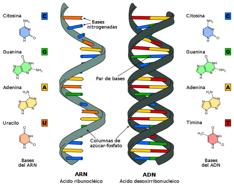 900px-Difference_DNA_RNA-ES.svg