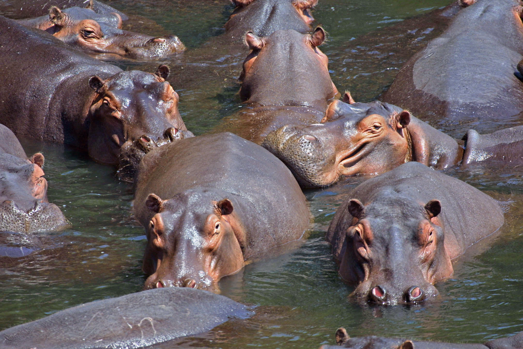 hipopótamos