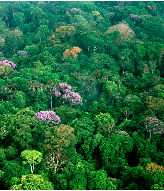 La &#8216;repulsión de la especie&#8217; permite una alta biodiversidad en los árboles tropicales