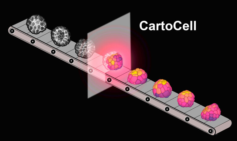 CartoCell o cómo detectar patrones ocultos en tejidos celulares