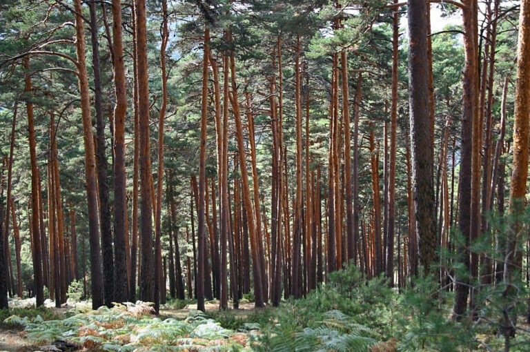 Mortalidad masiva de los pinos inducida por la sequía
