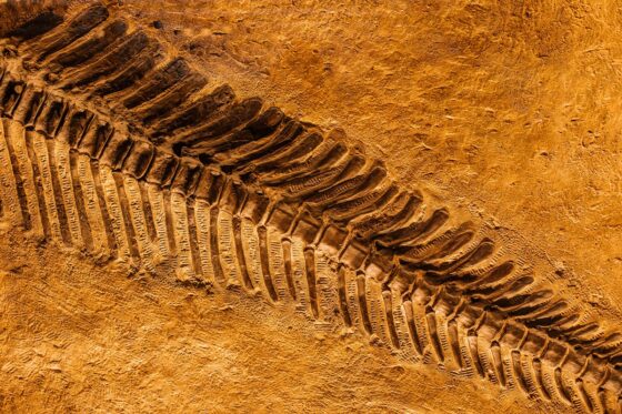 ¿De dónde ha salido este fósil?