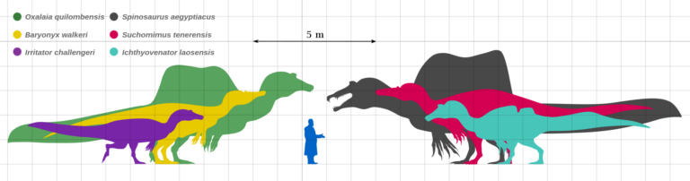 Spinosauridae_Size_Diagram_by_PaleoGeek_-_Version_2.svg_