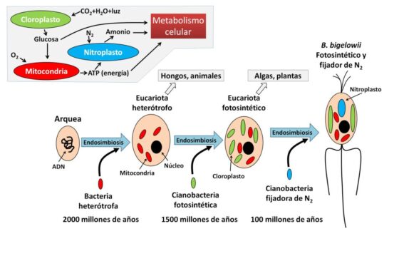 Nitroplasto, un nuevo orgánulo generado por endosimbiosis