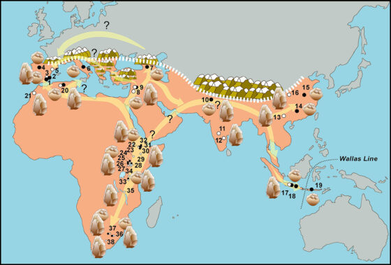 Los primeros homininos de Europa habrían llegado al sur de Iberia