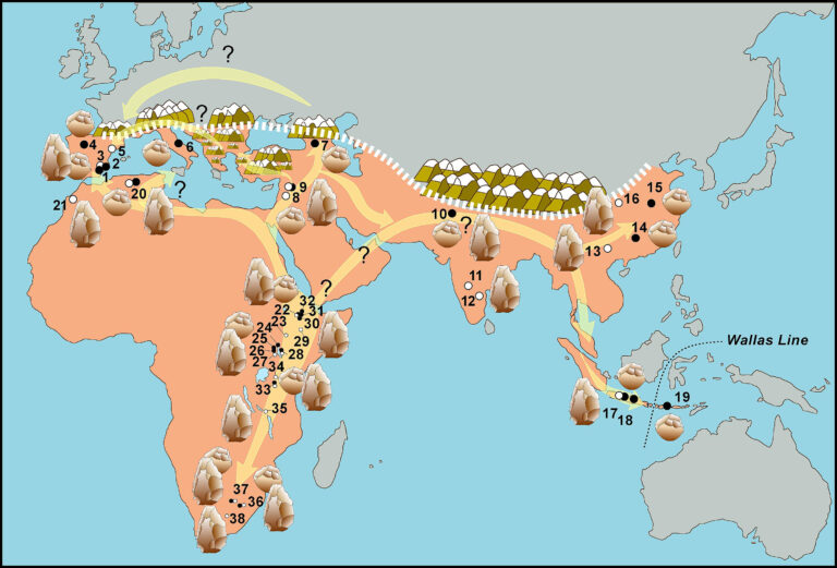 Los primeros homininos de Europa habrían llegado al sur de Iberia