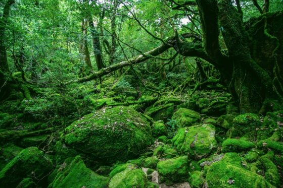 Los números vistos como bosques