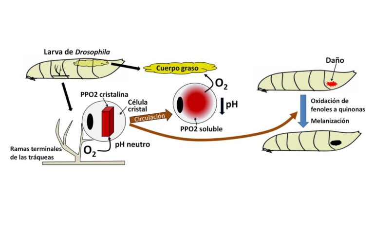 Las células cristal transportan oxígeno en Drosophila