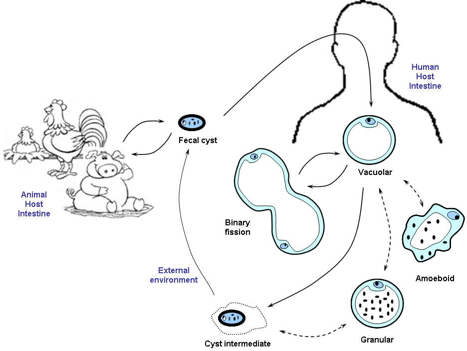 Blastocystis