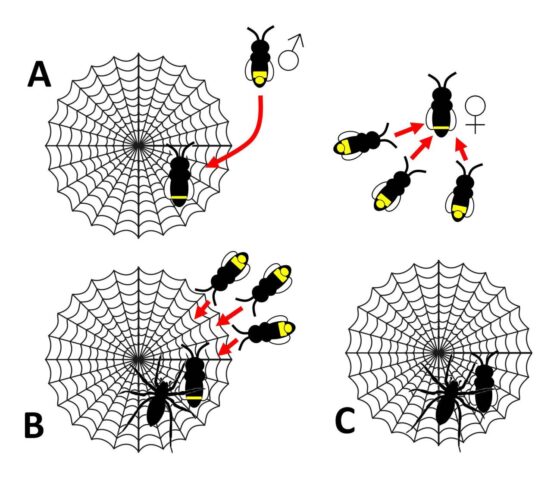 La araña que atrae presas manipulando señales luminosas