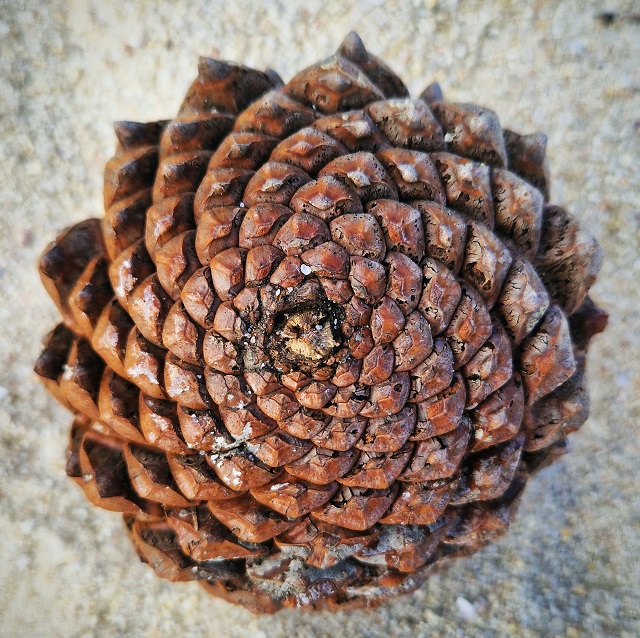 Fibonacci