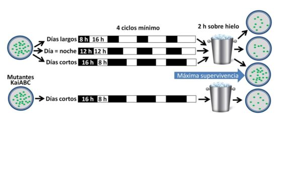 Bacterias que preparan el invierno midiendo el fotoperiodo