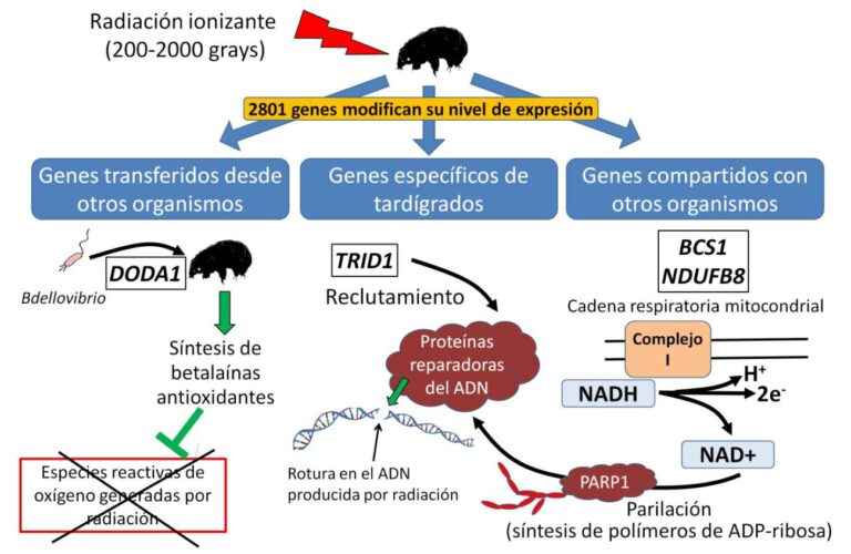 Los tardígrados resisten radiaciones letales para cualquier otro organismo. Y ya sabemos cómo lo logran