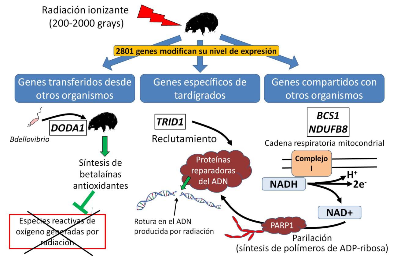 tardígrados