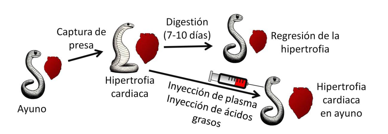 pitón