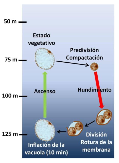 Pyrocystis