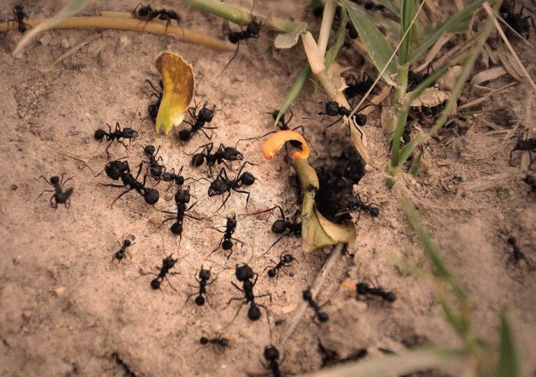 Las hormigas también pueden ser rencorosas