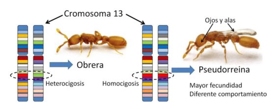 Ni machos, ni reinas. El extraordinario caso de la hormiga saqueadora clónica