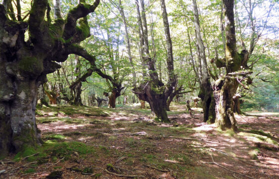 La importancia de la diversidad estructural de los bosques frente al cambio climático