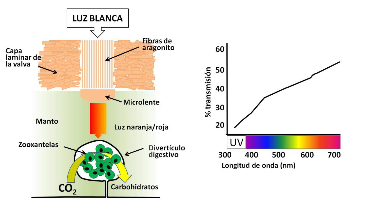 Berberechos