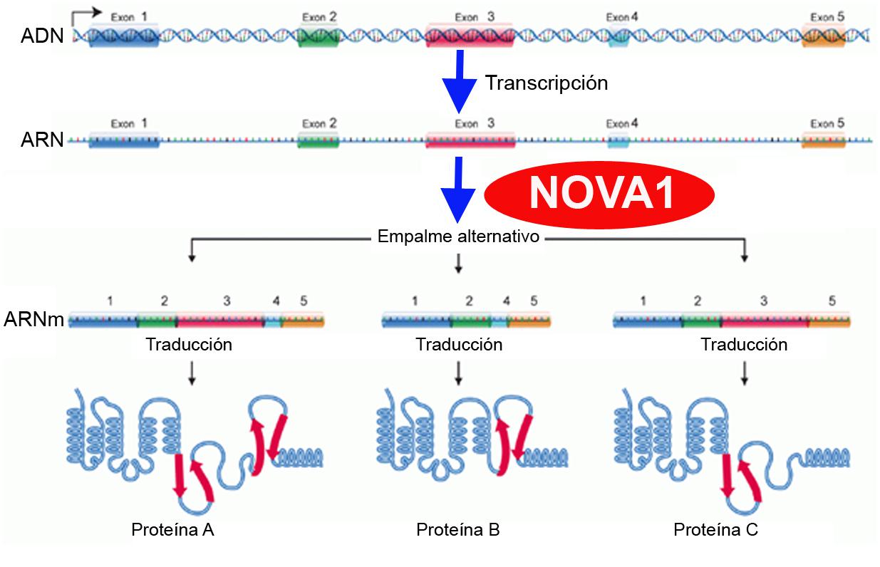 NOVA1