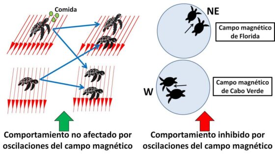 Las tortugas marinas utilizan un doble mecanismo de detección del campo magnético terrestre en sus migraciones