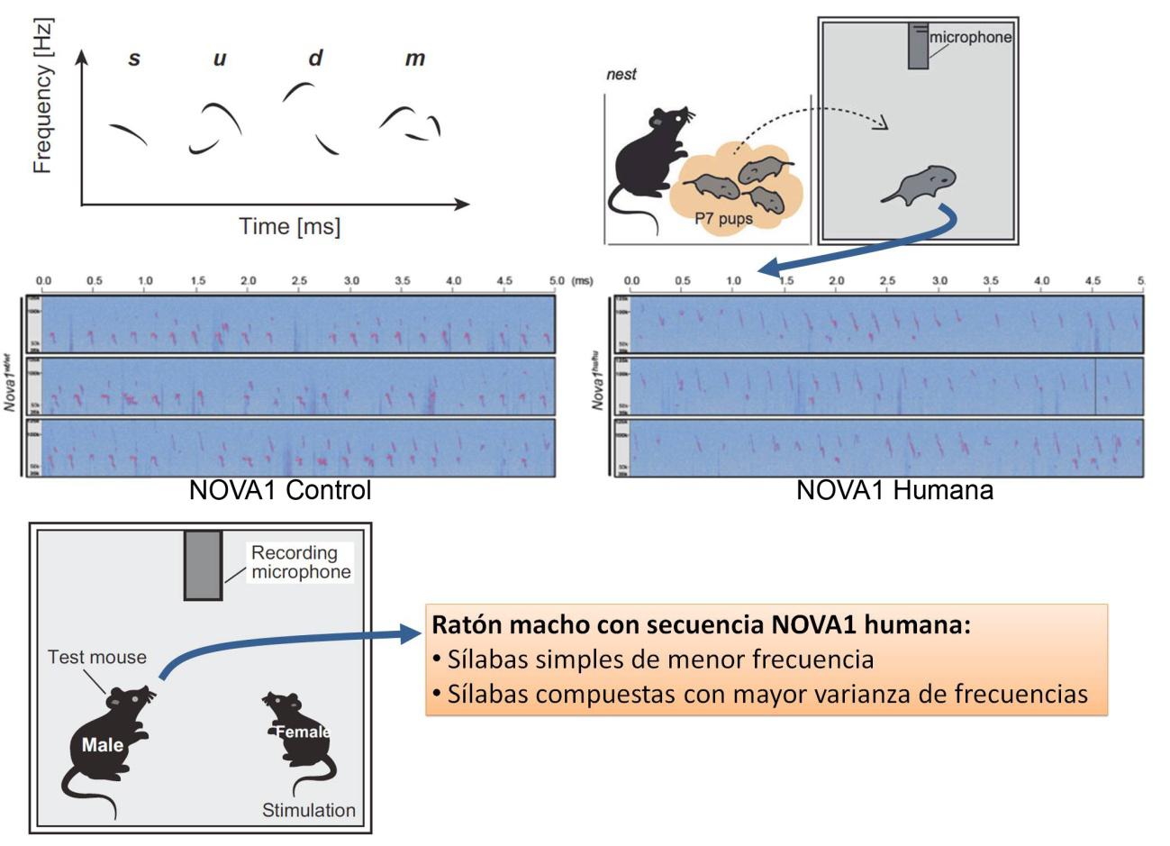 NOVA1