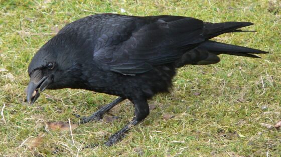 Las cornejas negras aprueban en Geometría