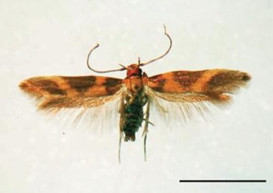 oruga